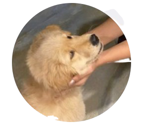 ChartGenieAI community — users of the AI crypto analysis tool